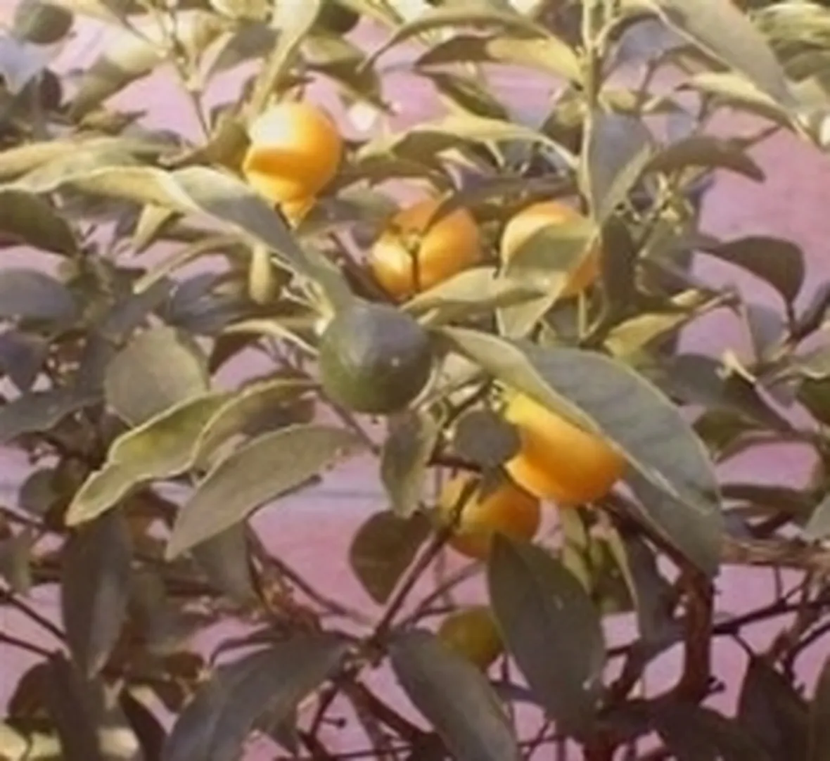 foto del limone