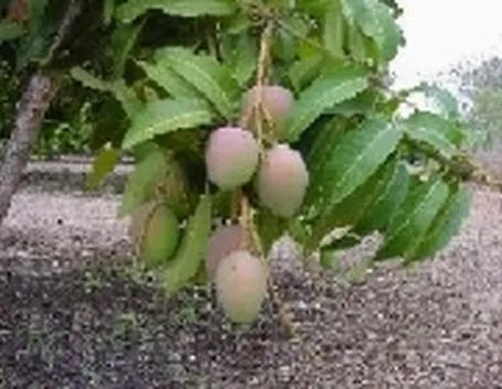 foto mango