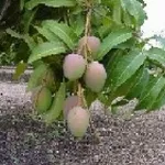 foto mango