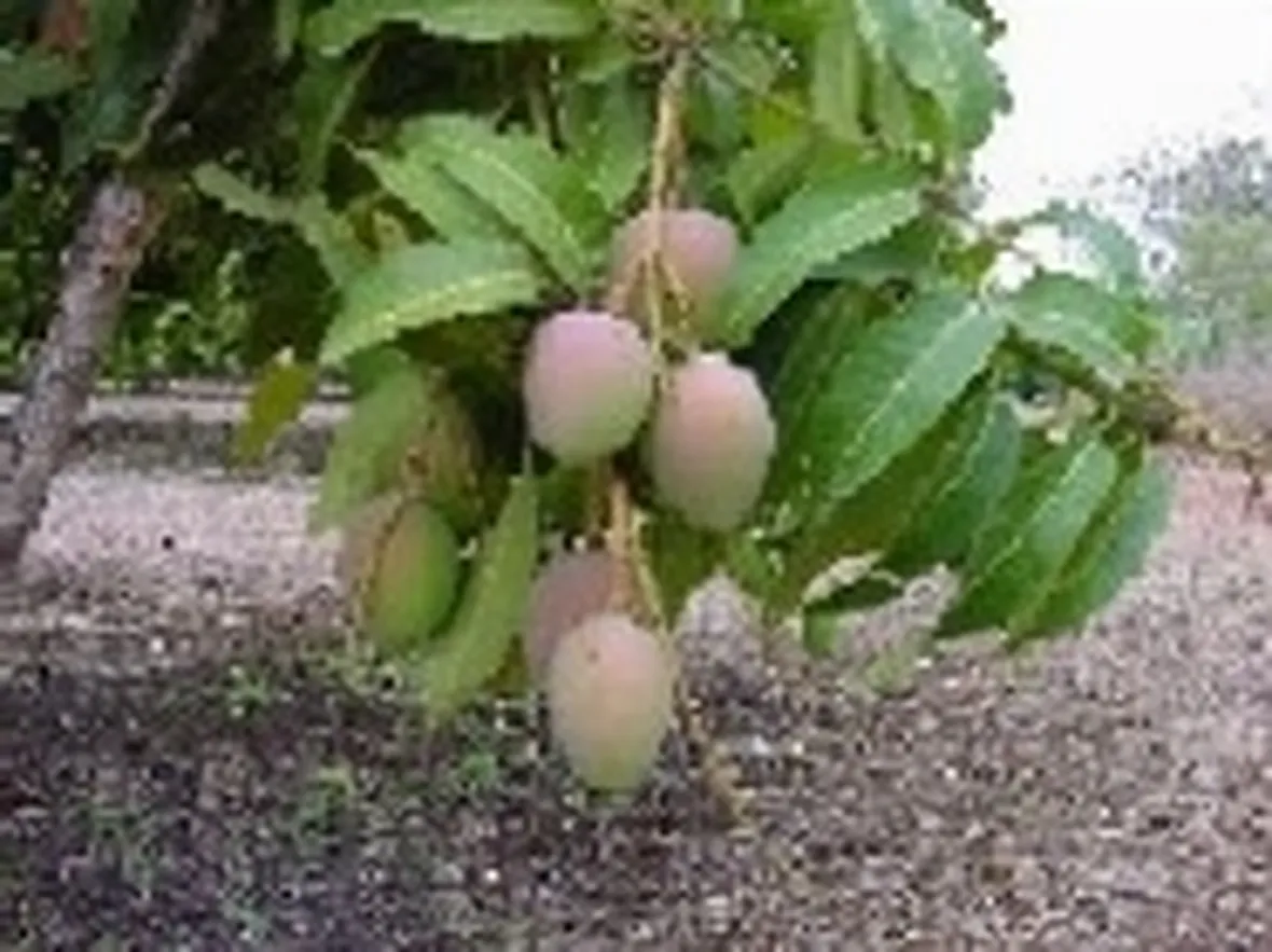 foto mango