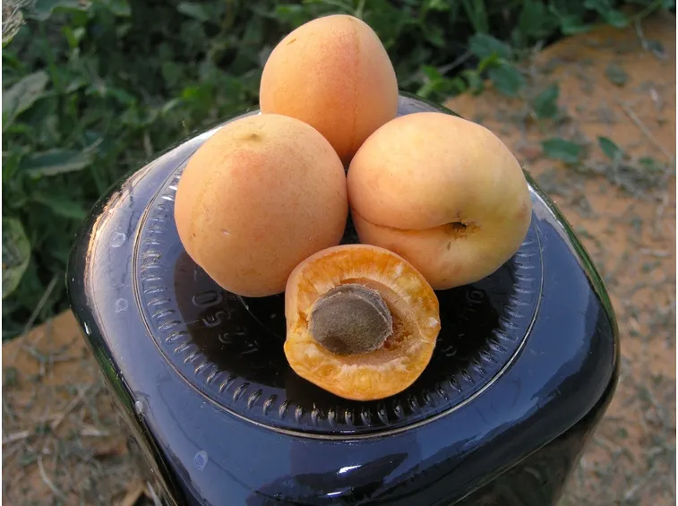 albicocco bella venosta