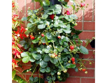 pianta di Fragole rampicanti