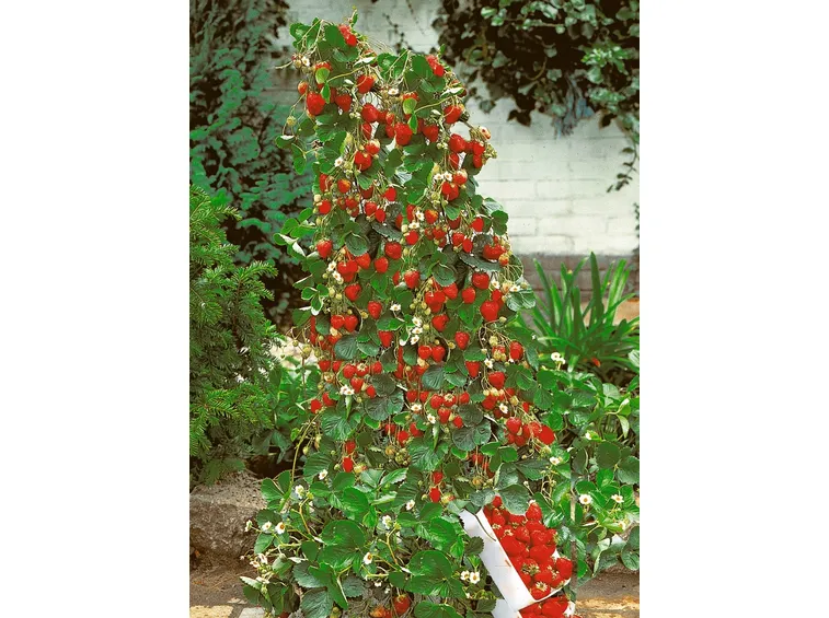 Struttura verticale di Fragole rampicanti