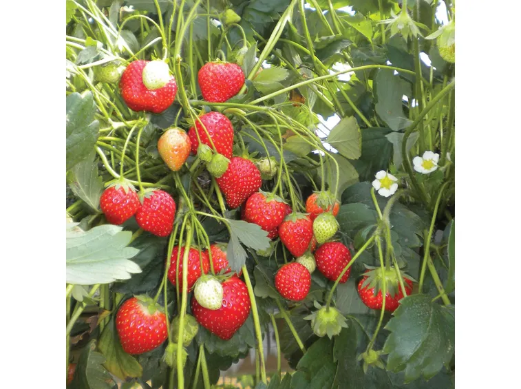 coltura delle Fragole rampicanti