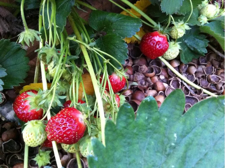 Malattie Fragole rampicanti