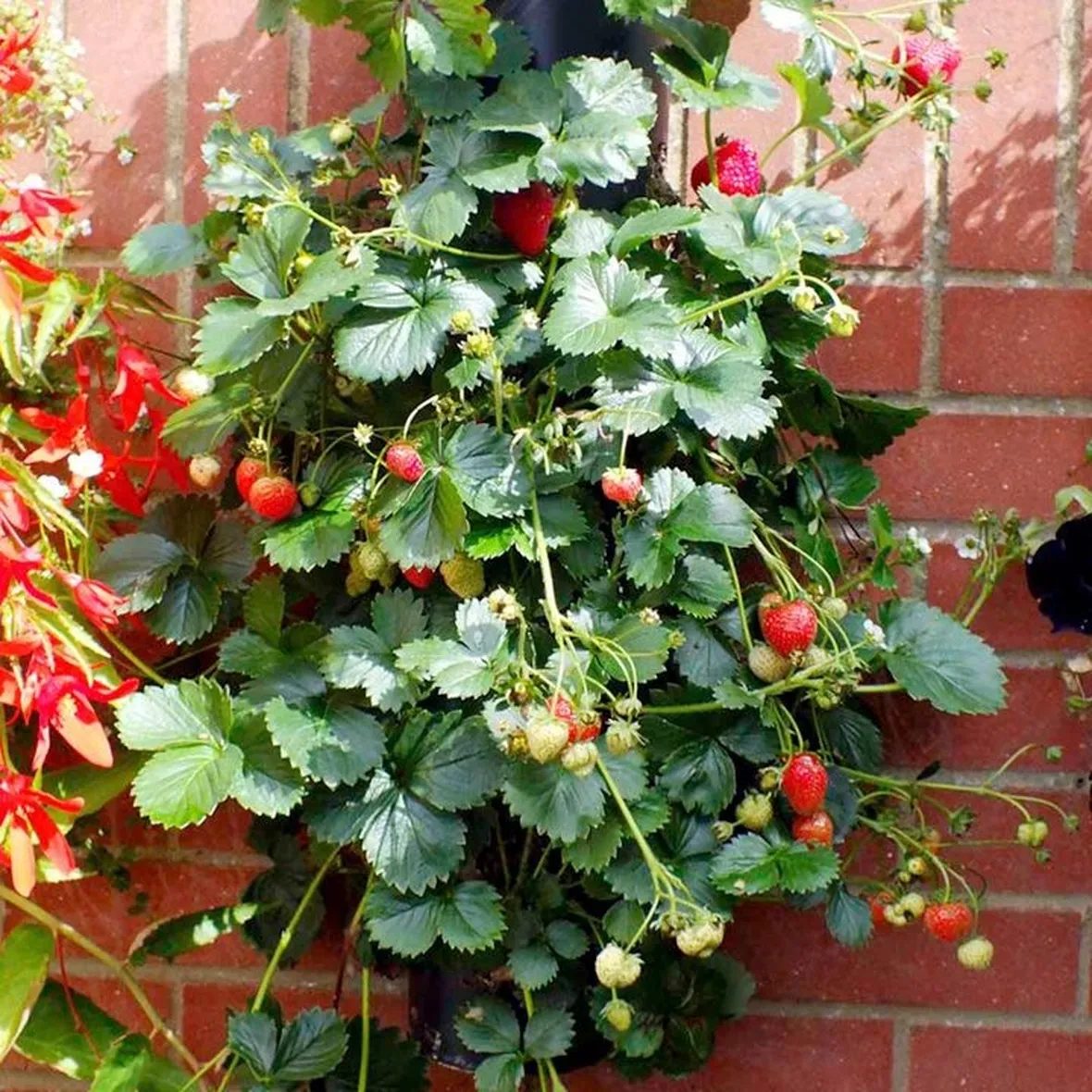 pianta di Fragole rampicanti