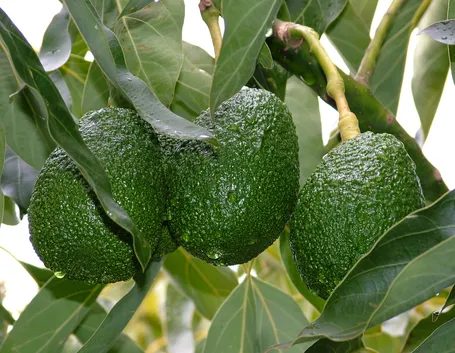 pianta di avocado