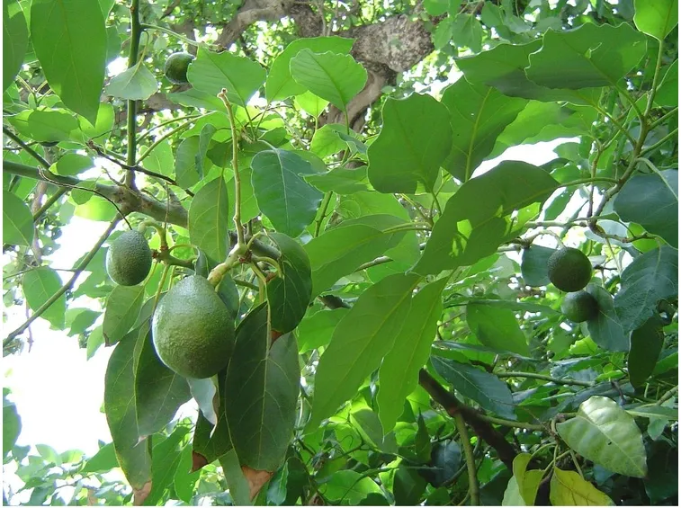 pianta di avocado