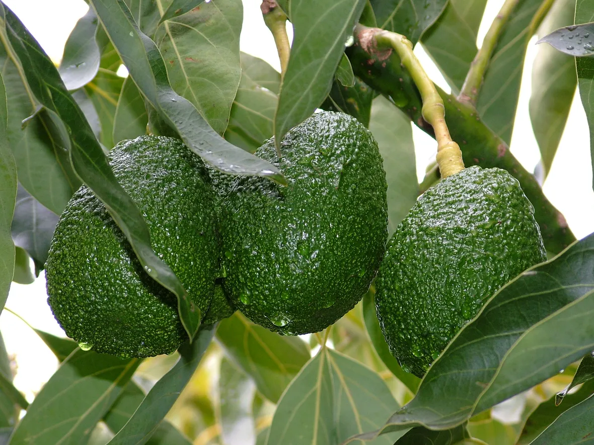 pianta di avocado