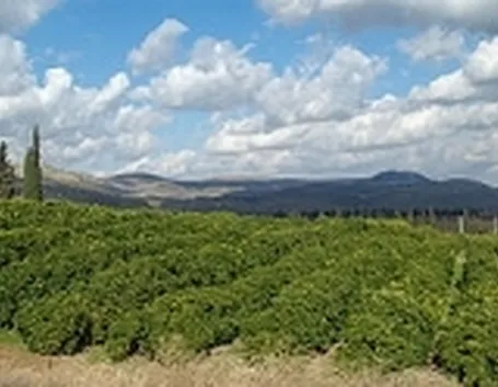 frutteto