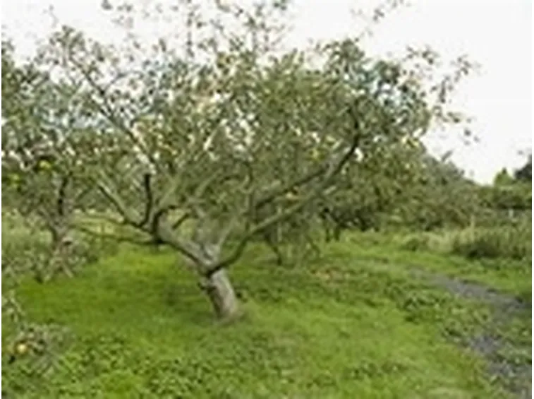 frutteto 2