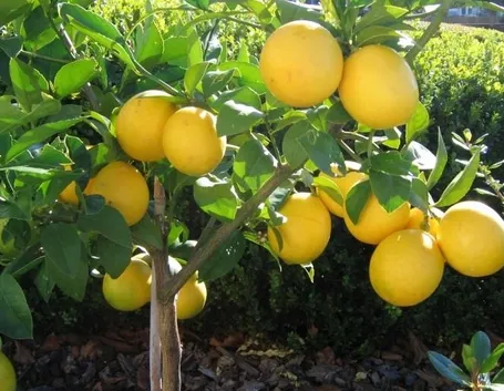 Frutto