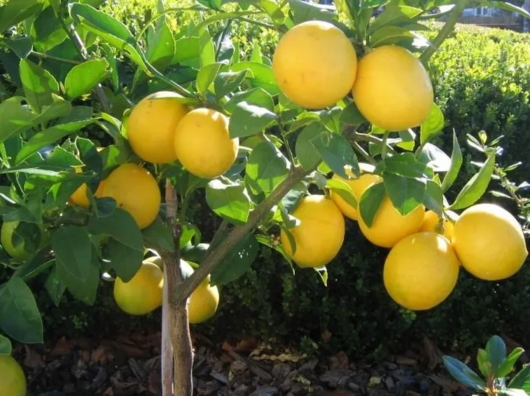 Frutto