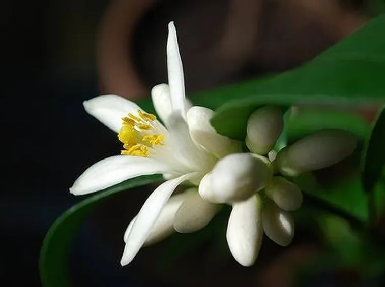 Fiore