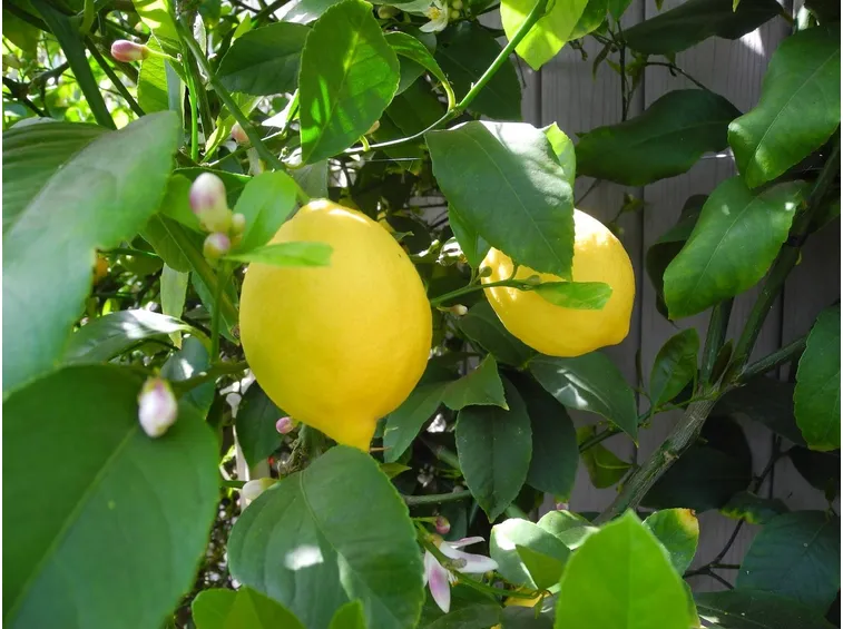 Particolare di un ramo con presenza di fiori frutti e boccioli