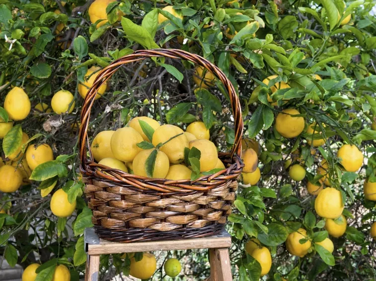 limone raccolta