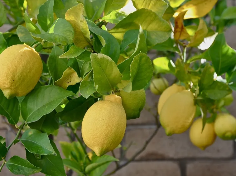 limone malattie