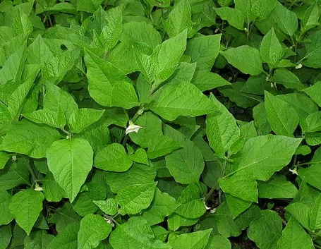 Piante alkekengi