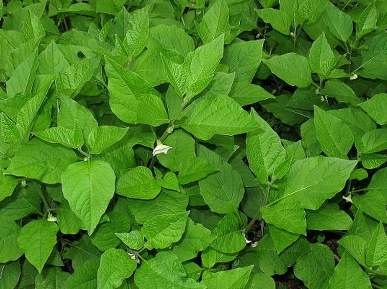 Piante alkekengi