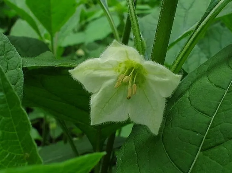 Fiore alkekengi