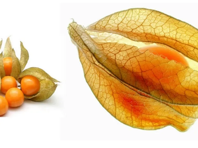 Frutti alkekengi