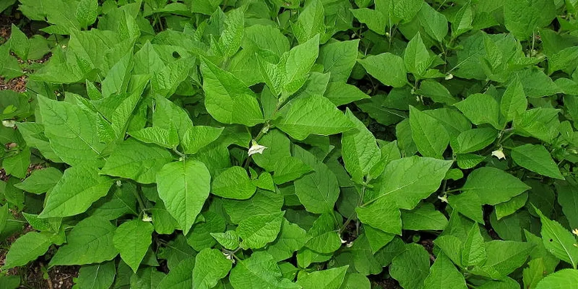 Piante alkekengi