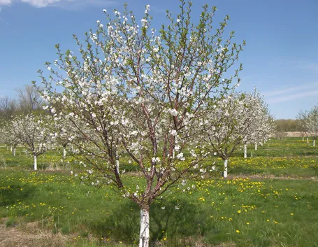 Amareno fiorito