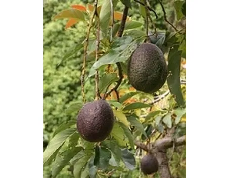 avocado1