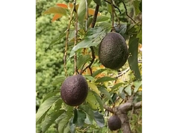 avocado1