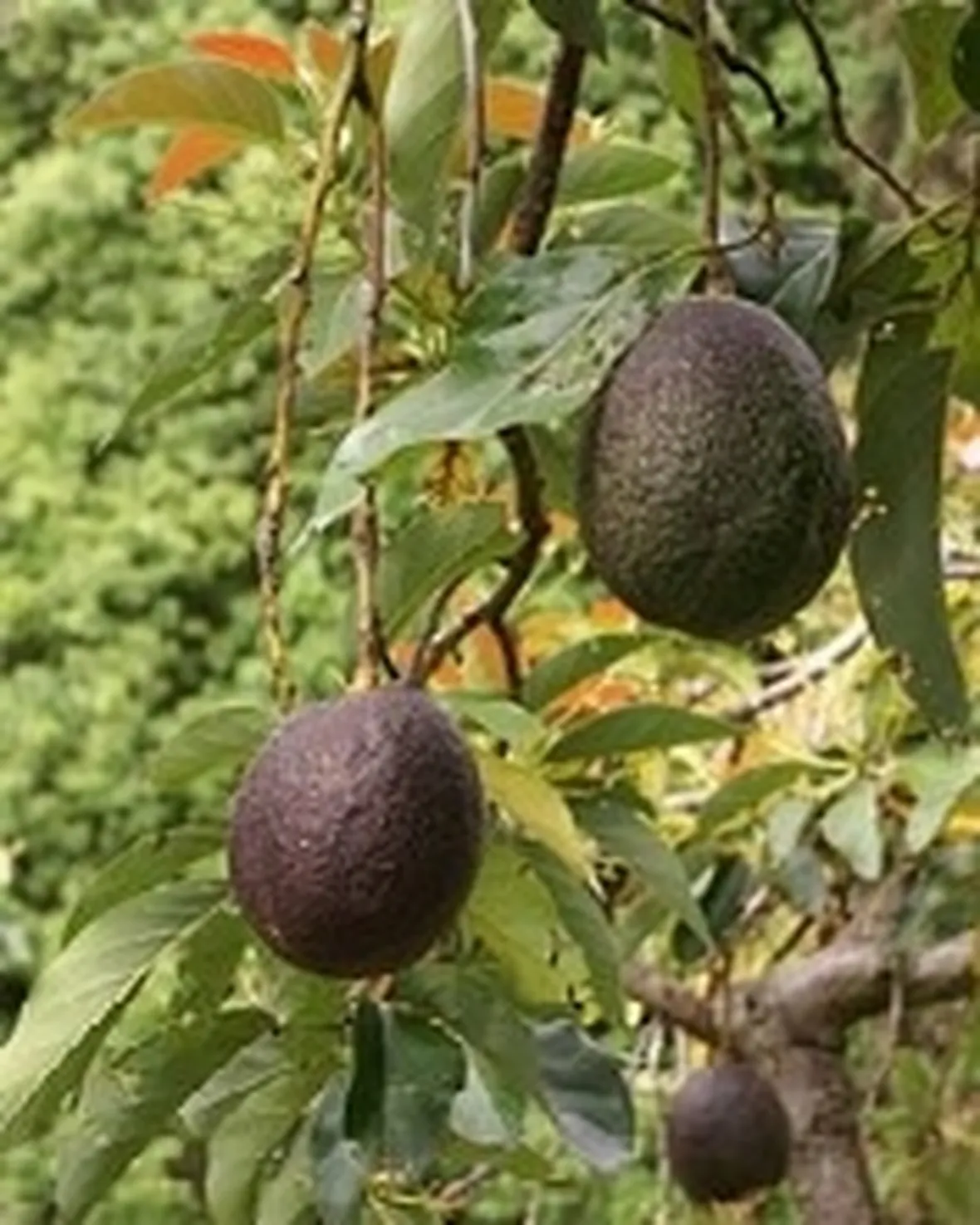 avocado1