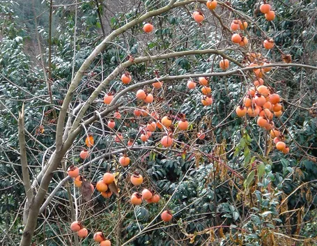 Albero cachi mela