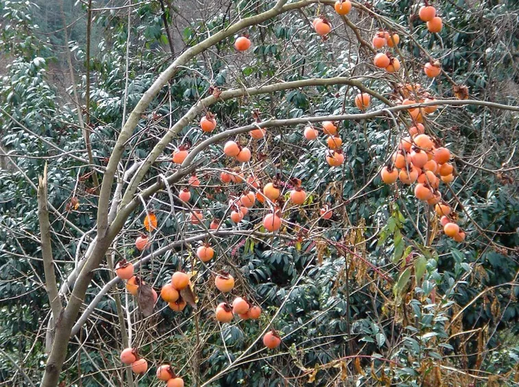 Albero cachi mela