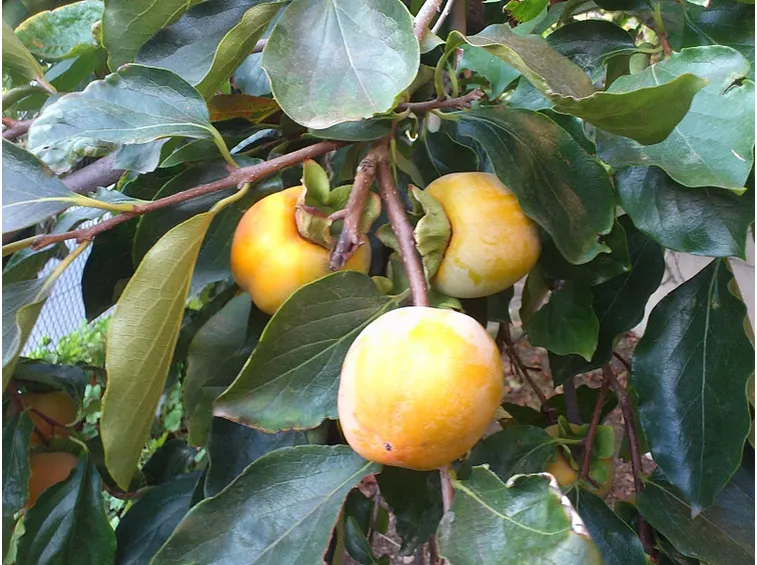 Cachi mela maturazione