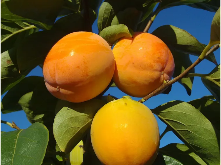 Frutti cachi