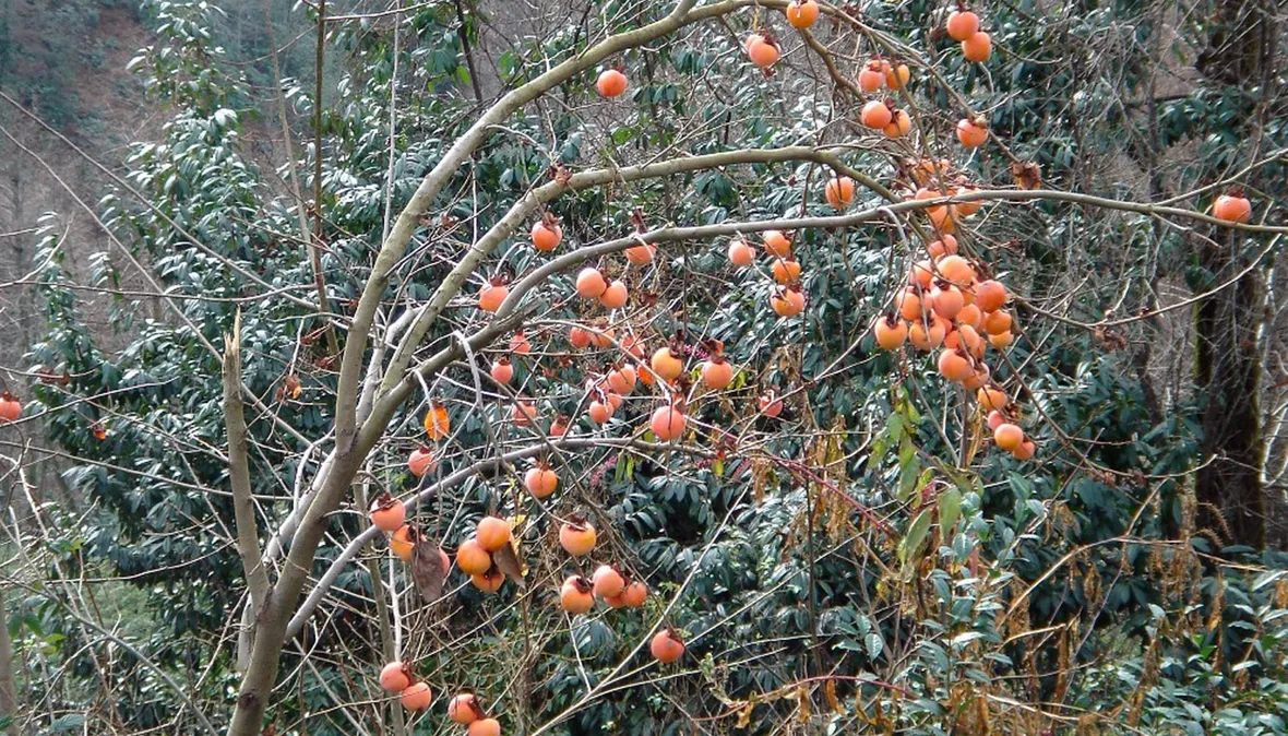 Albero cachi mela