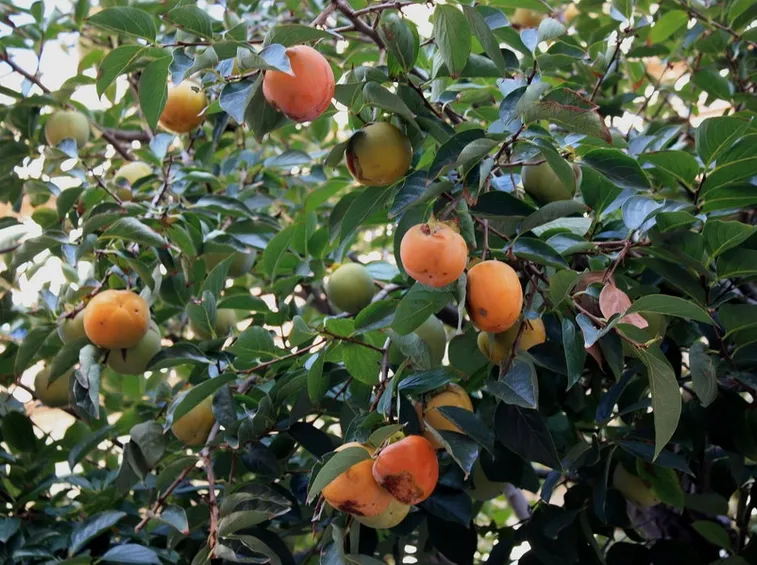 Cachi maturazione