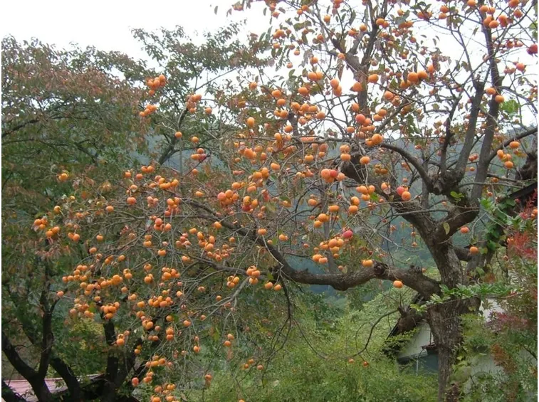 Albero kaki