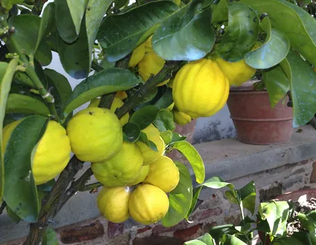Cedri frutto