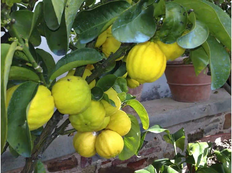 Cedri frutto