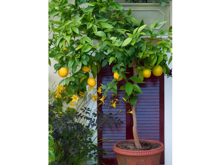 Cedro pianta