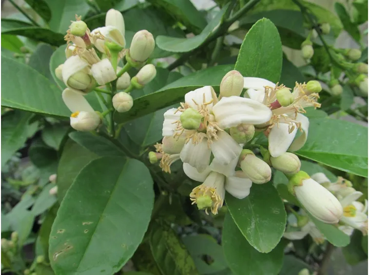 Fiori cedro