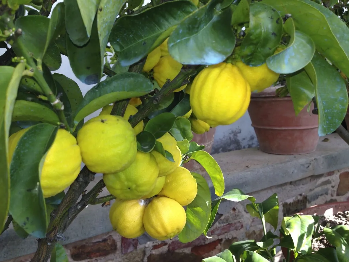Cedri frutto