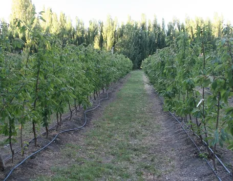 Sistema irrigazione colture Ciliegio