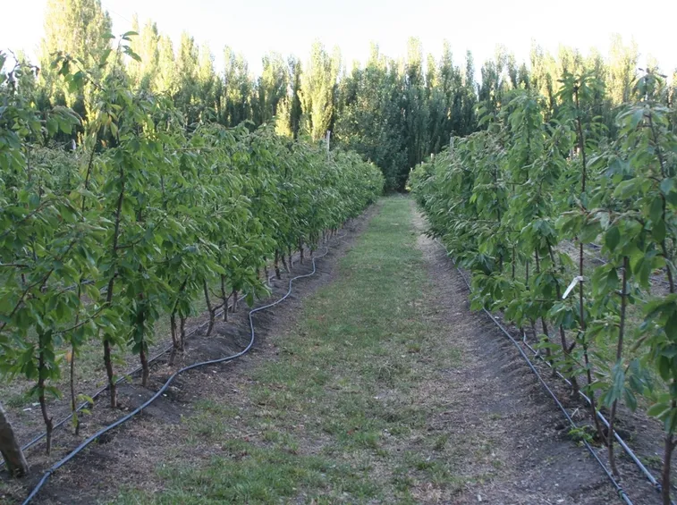 Sistema irrigazione colture Ciliegio