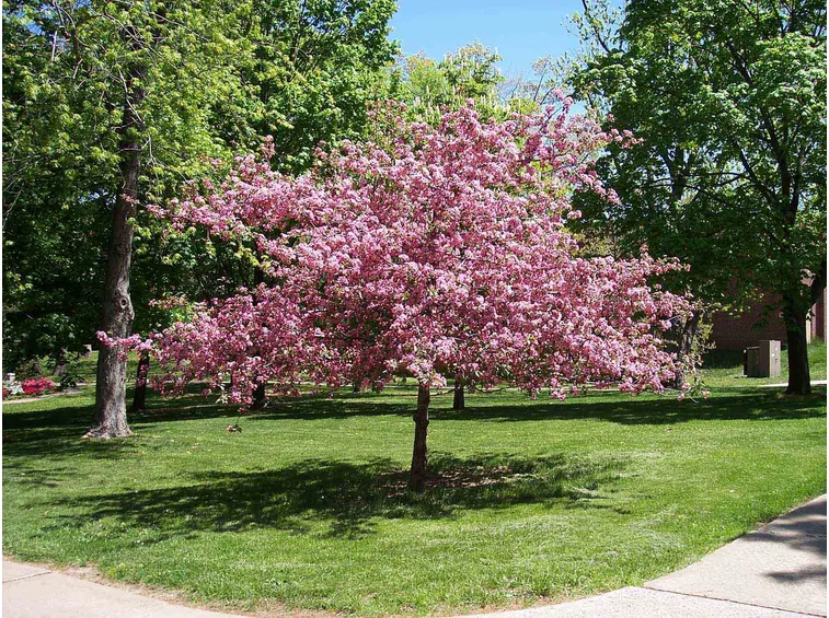 Albero Ciliegio fiore