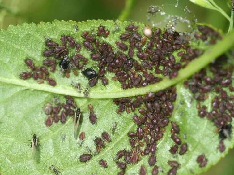 Afidi infestano Ciliegio