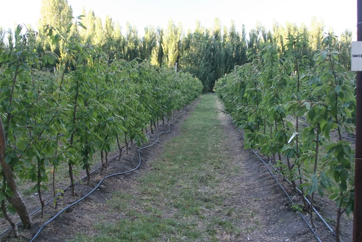 Sistema irrigazione colture Ciliegio