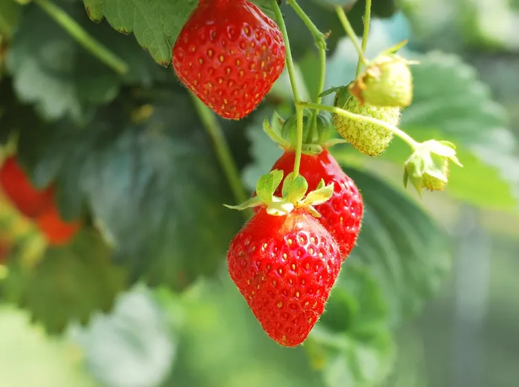 Pianta di fragole