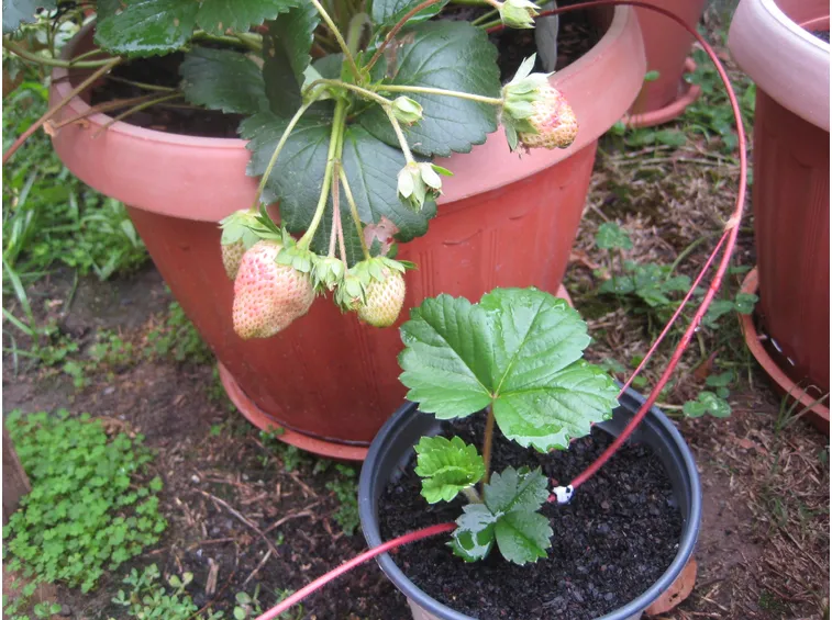 Pianta di fragole in vaso