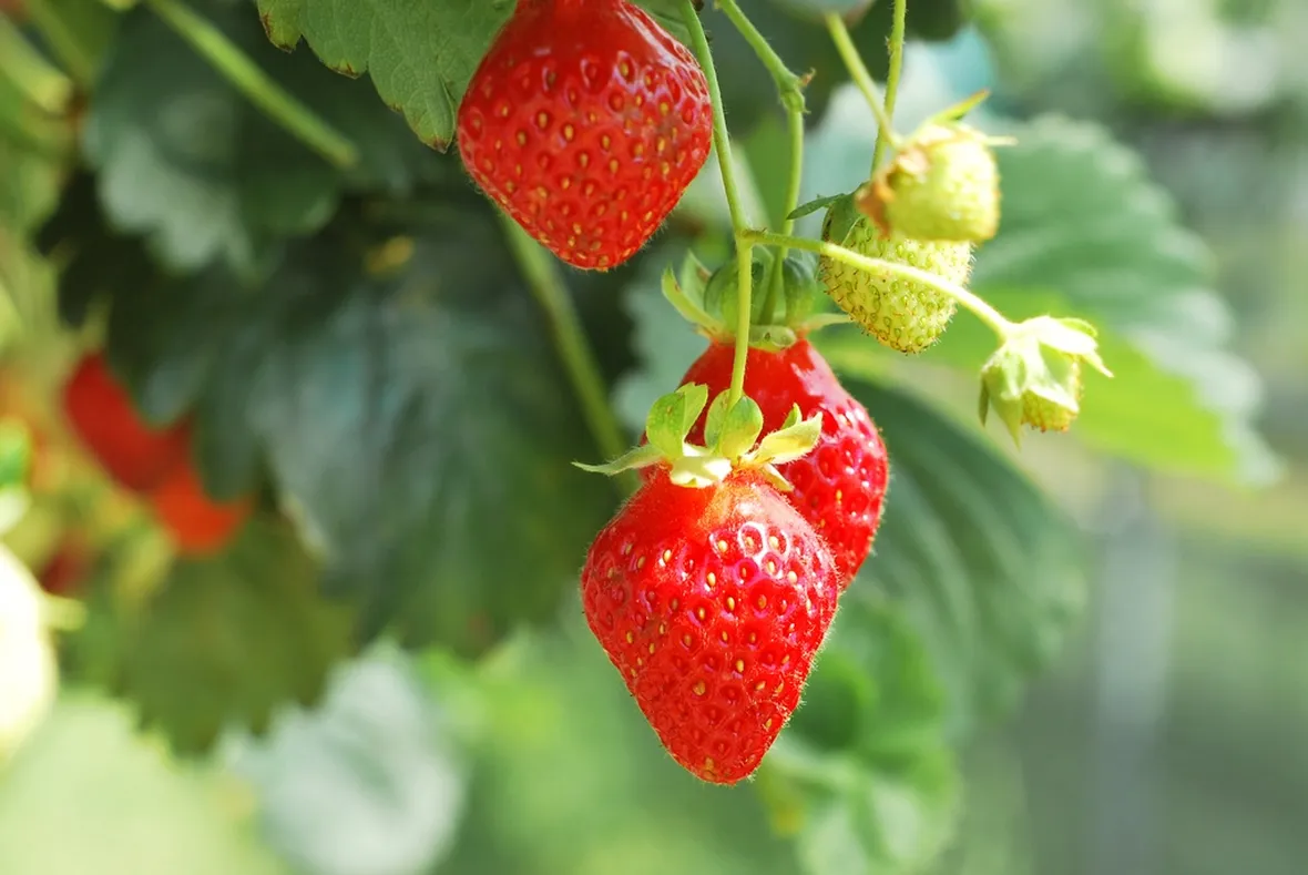 Pianta di fragole